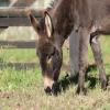 Donkey